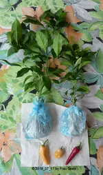 Forum Zitronen Chilis von Knofilinchen 2018_07_17 P1100169.webp
