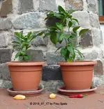 Zitronen Chilis von Knofilinchen 2018_07_17 P1100180.webp