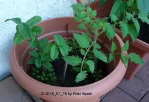 Forum Tomate & unbekannt 2018_07_18 P1100187.webp