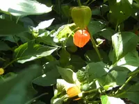 BILD0199.webp