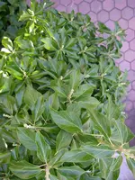 Efeu_18_07_2018 (4).webp