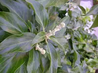 Efeu_18_07_2018 (5).webp