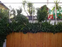 Efeu_18_07_2018 (6).webp