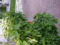 Efeu_18_07_2018 (11).webp