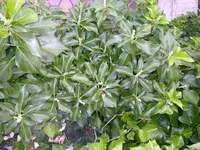 Efeu_18_07_2018 (12).webp