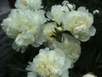 BILD9684.webp