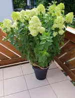 blume.webp