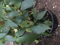 2018-07-19 Rocotto.webp