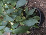 2018-07-19 Rocotto.jpg