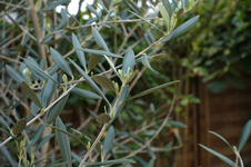 Olive.webp