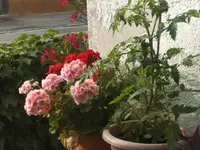 BILD0085.webp