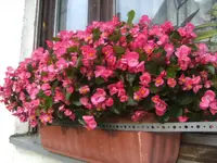 BILD0186.webp