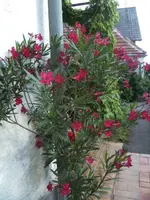 BILD0188.webp