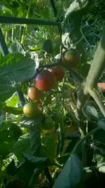 WP_20180720_002.webp