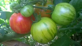 WP_20180720_006.webp