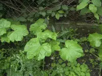 BILD0155.webp