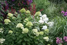 Rispenhortensie Lime Light0318.webp