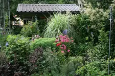 Juli 2518.webp