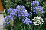 Agapanthus2718JPG.jpg