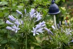 Agapanthus2918JPG.jpg