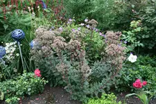 Sedum1818.webp
