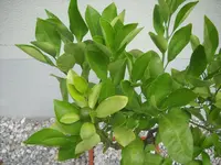 DSCN7949.webp