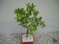 DSCN7948.webp