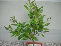 DSCN7950.webp