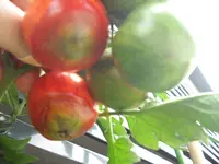 DSCN7952.webp