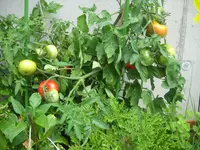 DSCN7953.webp