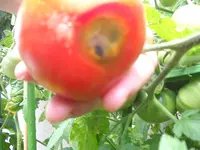 DSCN7955.webp