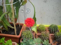 DSCN7956.webp
