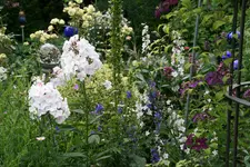 Phlox6018.webp