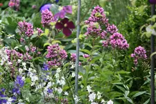 Phlox6118.webp
