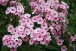 Phlox6418 - Kopie.jpg