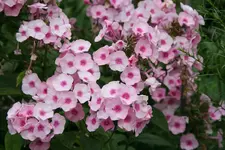 Phlox6418 - Kopie.webp