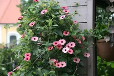 Terasse  2518.webp