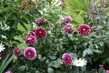 Terasse  2718.webp