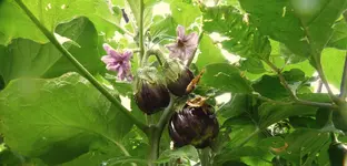 Aubergine.webp
