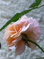 P1040211.webp