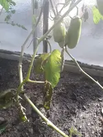 Tomate 2.jpeg