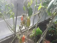 Tomate 1.webp