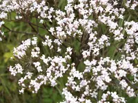 100_0414.webp