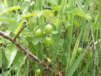 100_0417.webp