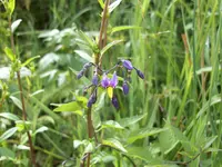 100_0418.webp