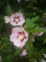 DSC05115.webp