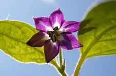rocoto.jpg
