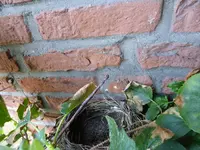 P1100556Amselnest.webp