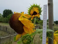DSC00175.webp