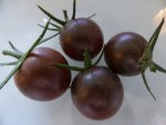 P1100559Black Cherry.jpg